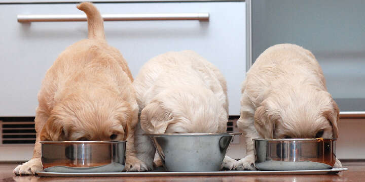 Drei GoldenRetriever Welpen futtern aus Näpfen 1000x500